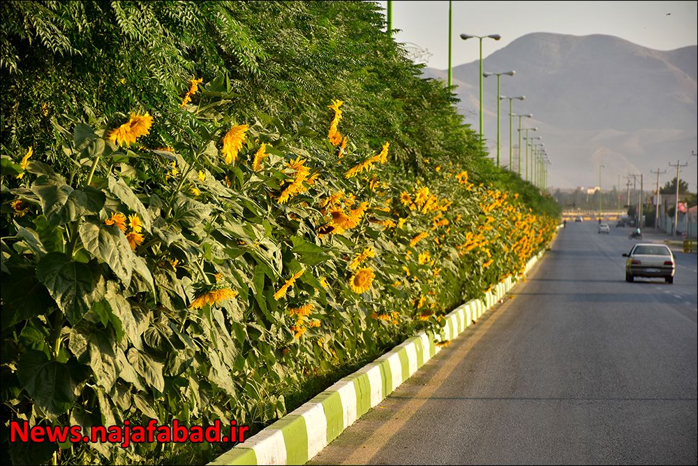 ۹هزار متر مربع آفتابگردان در بلوار نجف آباد+تصاویر