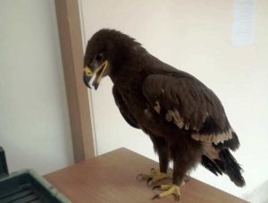 کشف عقاب صحرایی در نجف آباد