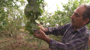 منصور منتظری تولید کننده میوه‌های استوایی در گلخانه‌ای در نجف آباد