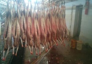 کشف و ضبط ۱۵ لاشه گوسفندی مسموم در نجف آباد