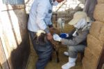 واکسیناسیون «طاعون» صد هزار دام سبک در نجف آباد