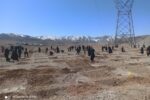 کاشت ۸ هزار نهال بادام اسکوپاریا در میانکوه جلال آباد+تصاویر